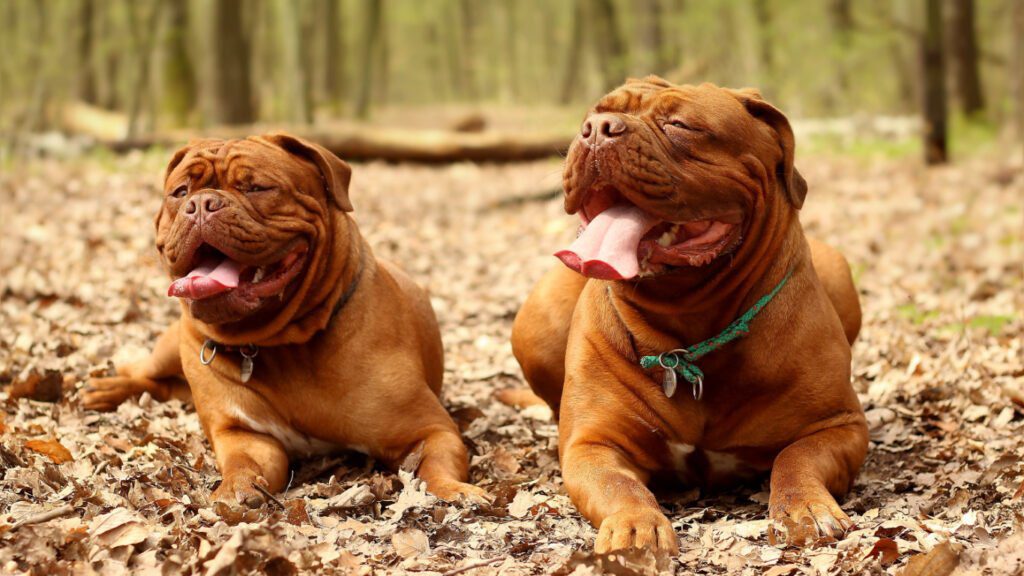 How Long Do American Bully Females Stay in Heat?