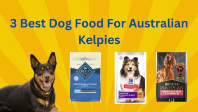 Best Dog Food For Australian Kelpies