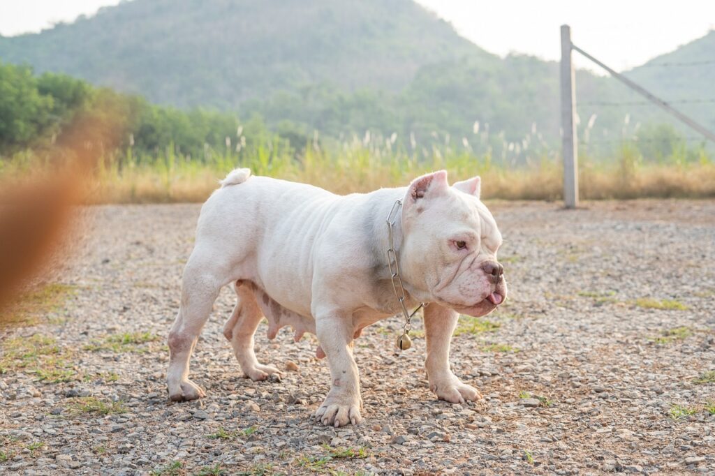 How to Make an American Bully's Head Grow Bigger