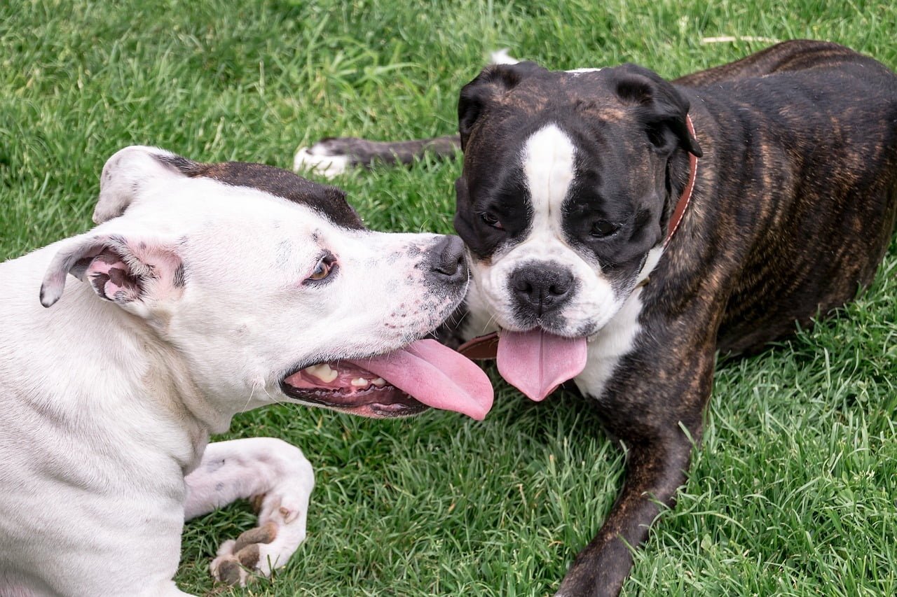 Why brindle dogs are more aggressive
