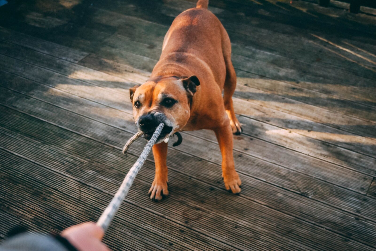 Why Boxers are the worst dogs