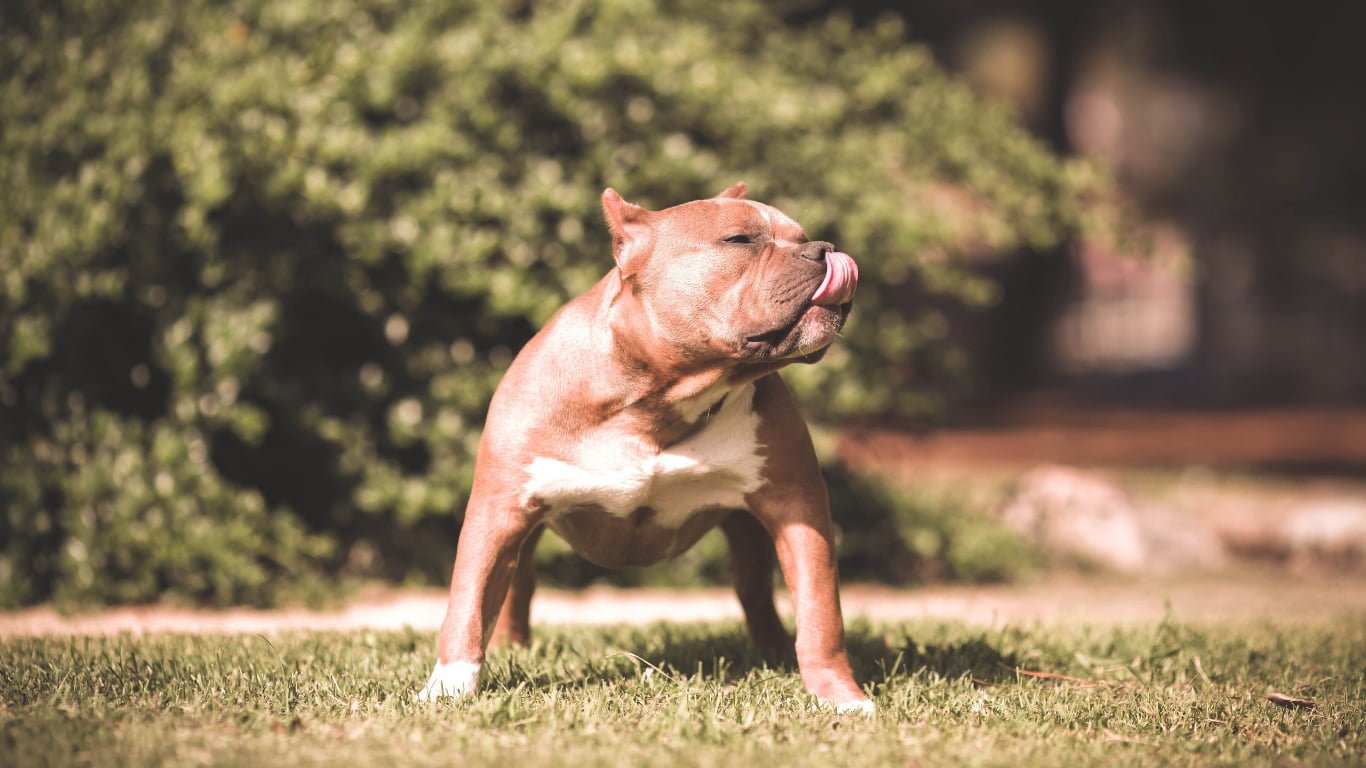 Best Dog Food for American Bully