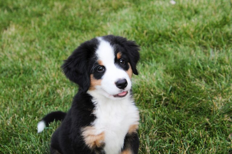 How much food to feed a Bernese Mountain Dog puppy?