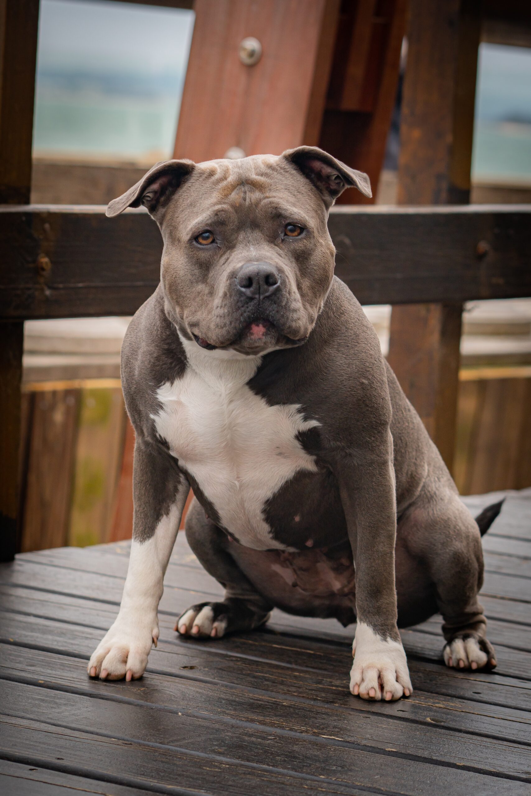 What To Do if Your American Bully Puppy Is Aggressive?
