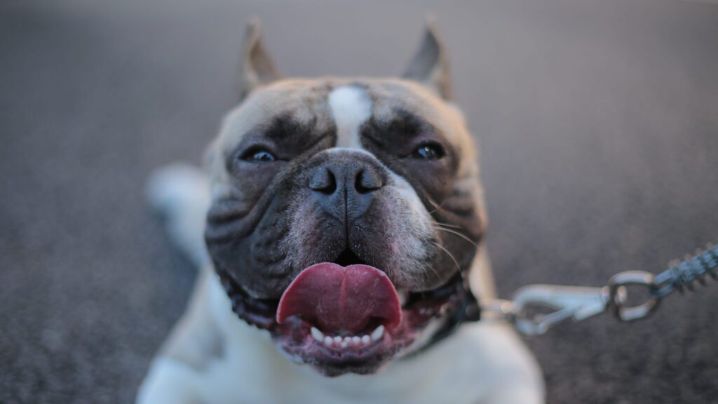 Are American Bullies Good With Babies?