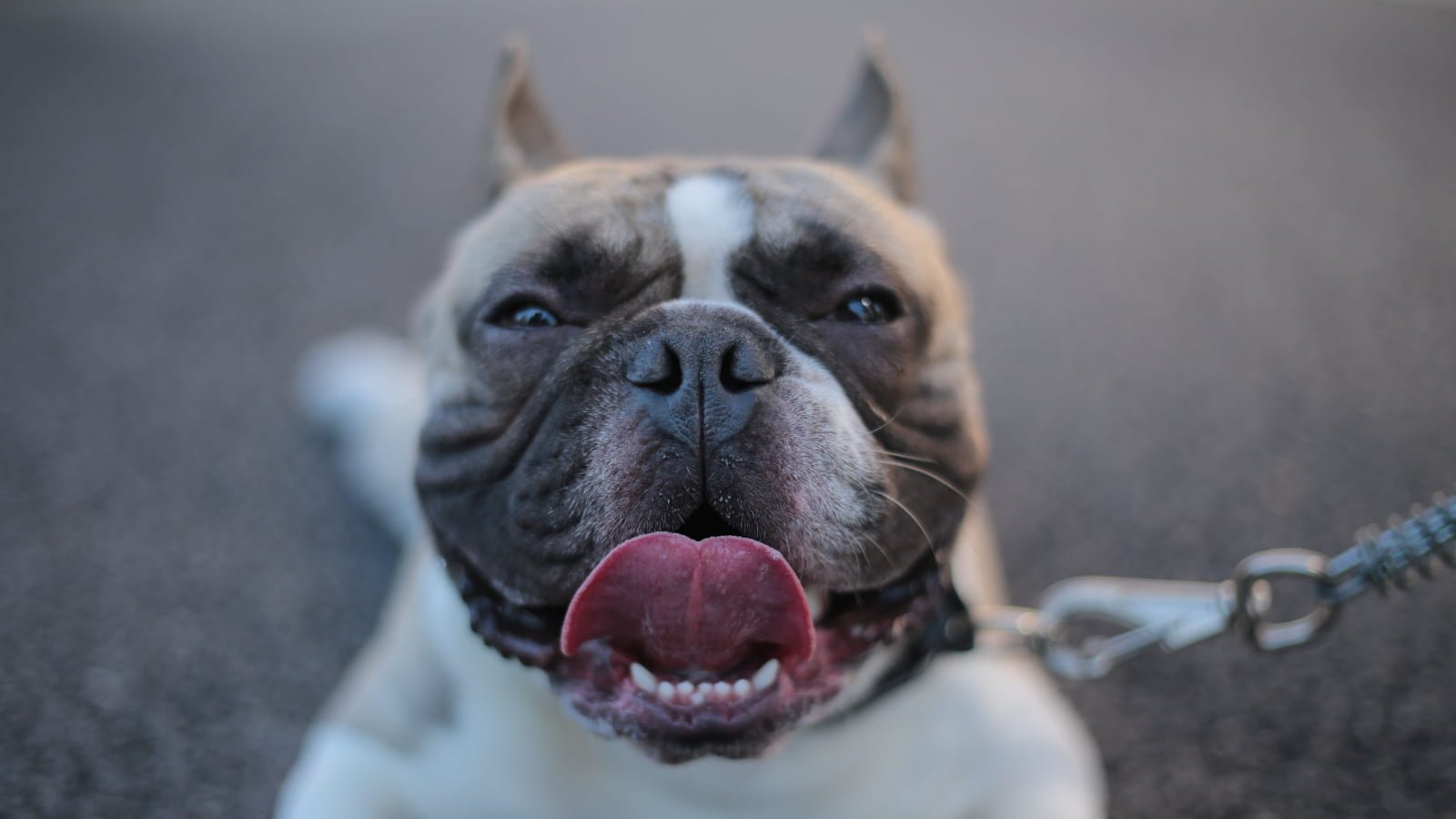 Are American Bullies Good With Babies?