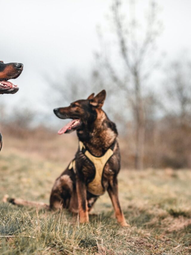 10 Crucial Key Points About the Best Dog Food for a Belgian Malinois