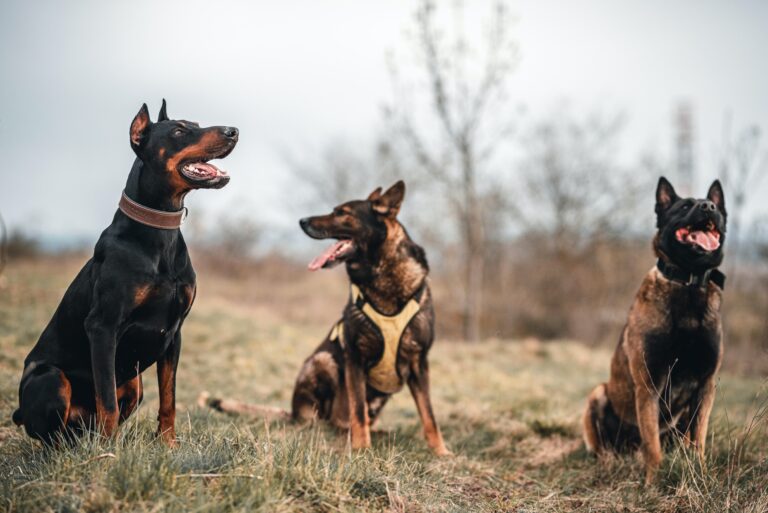 What is the Best Dog Food for a Belgian Malinois