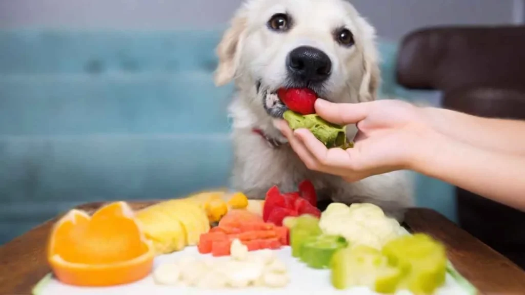 Why do dogs need nutrition?
