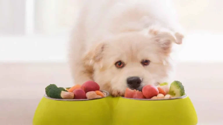 the nutrients needed for every dog